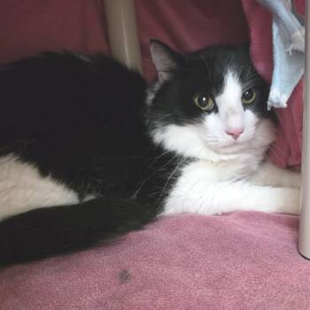Figero -  Domestic Long Hair Cat for Adoption in Fort Wayne, Indiana - Figero | PetCurious