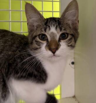 Gawain -  Domestic Short Hair Cat for Adoption in Homer Glen, Illinois - Gawain | PetCurious