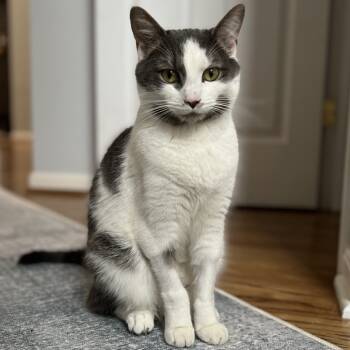 Rescue Domestic Short Hair Cats for Adoption in Winchester, Virginia - Wayne | PetCurious