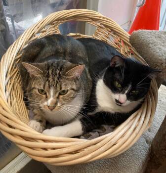 Domestic Short Hair Cats Available for Adoption - Joni | PetCurious