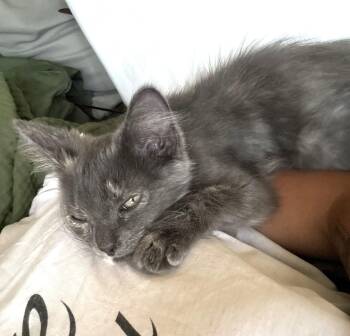 Luna (A142013) -  Dilute Tortoiseshell Cat for Adoption in Burbank, California - Luna (A142013) | PetCurious