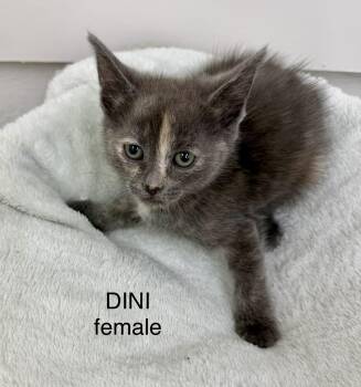 Dini -  Domestic Short Hair Cat for Adoption in Sonora, California - Dini | PetCurious