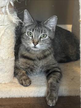 Domestic Short Hair Cats Available for Adoption in San Tan Valley, Arizona - Chickpea | PetCurious