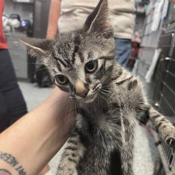 Lavender -  Domestic Short Hair Cat for Adoption in Port Charlotte, Florida - Lavender | PetCurious