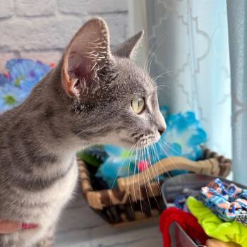Ruby -  Domestic Short Hair Cat for Adoption in Harrisonburg, Virginia - Ruby | PetCurious