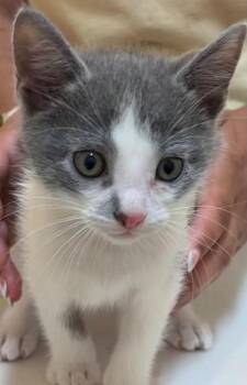 Domestic Short Hair Cats Available for Adoption in Elizabethton, Tennessee - SARGE | PetCurious