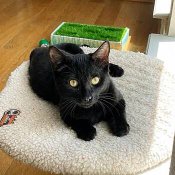 Crunchwrap -  Domestic Short Hair Cat for Adoption in Houston, Texas - Crunchwrap | PetCurious