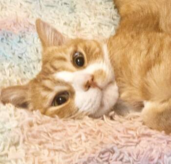 Arthur -  Tabby Cat for Adoption in Philadelphia, Pennsylvania - Arthur | PetCurious