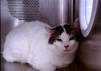 Domestic Short Hair Cats Available for Adoption in Albuquerque, New Mexico - ONION | PetCurious