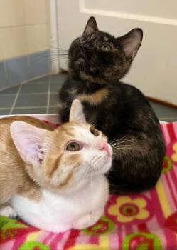Domestic Short Hair Cats Available for Adoption - Dora | PetCurious