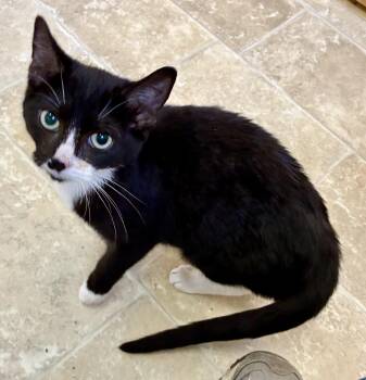 Domestic Short Hair Cats Available for Adoption - SAM | PetCurious