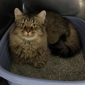 Sweater -  Domestic Long Hair Cat for Adoption in Edwardsville, Illinois - Sweater | PetCurious