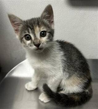 JEZEBELLE -  American Shorthair Cat for Adoption in San Bernardino, California - JEZEBELLE | PetCurious