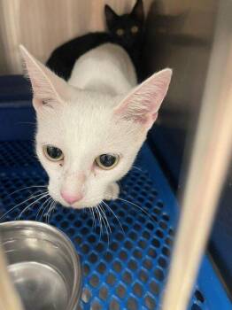 Cloud -  Exotic Shorthair and Siamese Cat for Adoption in Jackson, Louisiana - Cloud | PetCurious