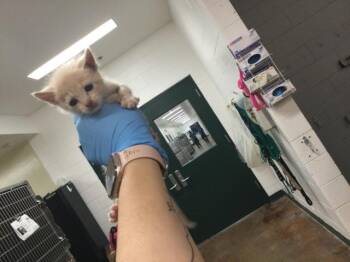 A1862352 -  Domestic Short Hair Cat for Adoption in Thousand Palms, California - A1862352 | PetCurious