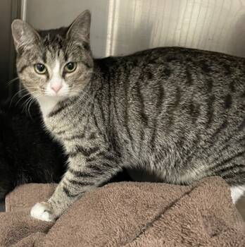 Rescue Domestic Short Hair Cats for Adoption in Morristown, Tennessee - Kat | PetCurious