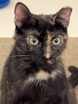 Tortoiseshell and Domestic Short Hair Cats Available for Adoption in San Jose, California - Eleanor | PetCurious