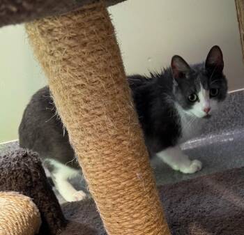 Domestic Short Hair Cats Available for Adoption in Sidney, Ohio - Twinkle Toes | PetCurious