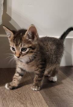 Nick -  Domestic Short Hair Cat for Adoption in Fruit Heights, Utah - Nick | PetCurious