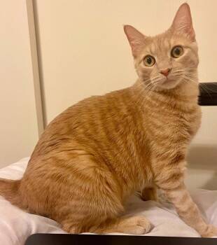Savage -  Domestic Short Hair Cat for Adoption in Tucson, Arizona - Savage | PetCurious