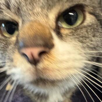 Chalet -  Domestic Short Hair Cat for Adoption in Charlottesville, Virginia - Chalet | PetCurious