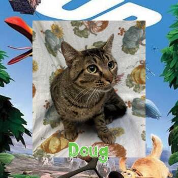 Doug -  Domestic Short Hair Cat for Adoption in Royse City, Texas - Doug | PetCurious