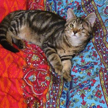 Dawson- In Foster, Ask for an Appointment -  Domestic Short Hair Cat for Adoption in Elkins, West Virginia - Dawson- In Foster, Ask For An Appointment | PetCurious