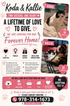 Domestic Short Hair Cats Available for Adoption in Hudson, New Hampshire - Koda & Kallie - Courtesy Post | PetCurious