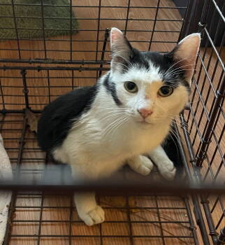 Rescue Domestic Short Hair Cats for Adoption in Oxford, Mississippi - Marty Park | PetCurious