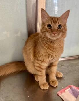 Dorito -  Tabby Cat for Adoption in Albuquerque, New Mexico - Dorito | PetCurious