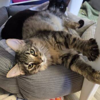 Saber -  Domestic Medium Hair Cat for Adoption in Morristown, Vermont - Saber | PetCurious