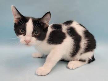 Honey -  Domestic Short Hair Cat for Adoption in Minneapolis, Minnesota - Honey | PetCurious