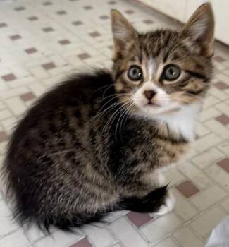 Trixie -  Domestic Short Hair Cat for Adoption in Gary, Indiana - Trixie | PetCurious