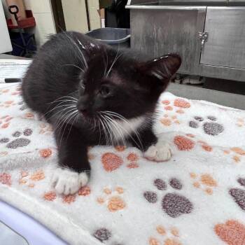 Dottie 26-06-004 -  Domestic Short Hair Cat for Adoption in Bastrop, Texas - Dottie 26-06-004 | PetCurious