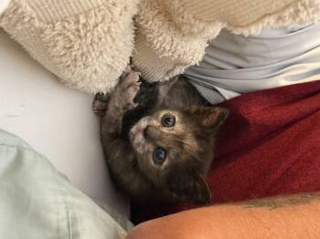 Peanuts -  Domestic Short Hair Cat for Adoption in Fruit Heights, Utah - Peanuts | PetCurious