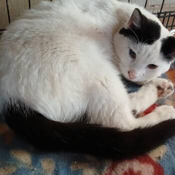 Domestic Short Hair Cats Available for Adoption - Mooma | PetCurious