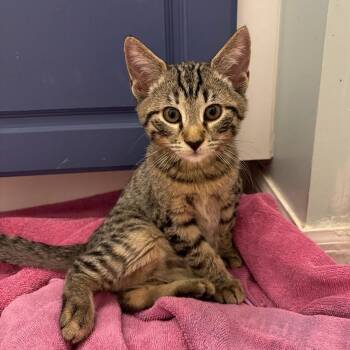 Pedro -  Domestic Short Hair Cat for Adoption in Williston, Florida - Pedro | PetCurious