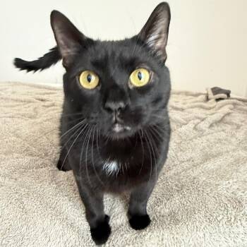 Spencer -  Domestic Short Hair and American Shorthair Cat for Adoption in Houston, Texas - Spencer | PetCurious