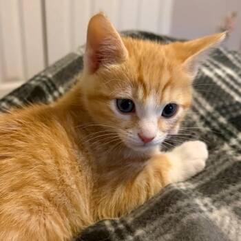 Domestic Short Hair Cats Available for Adoption - Milk Dud Rinaldi (best Friends With Snickers) | PetCurious