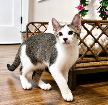 Cole Cozy Curl Up -  Tabby and Domestic Short Hair Cat for Adoption in Friendswood, Texas - Cole Cozy Curl Up | PetCurious
