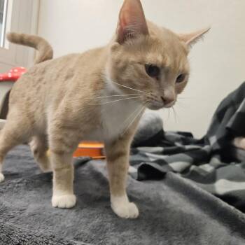 Rhea -  Domestic Short Hair Cat for Adoption in Conway, New Hampshire - Rhea | PetCurious