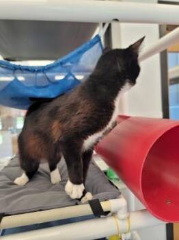 Roger -  Domestic Short Hair Cat for Adoption in Fergus Falls, Minnesota - Roger | PetCurious