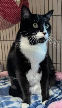 Tuxedo Cats Available for Adoption in Ocala, Florida - Lewes | PetCurious