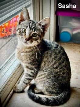 Sasha -  Domestic Short Hair Cat for Adoption in Battle Creek, Michigan - Sasha | PetCurious