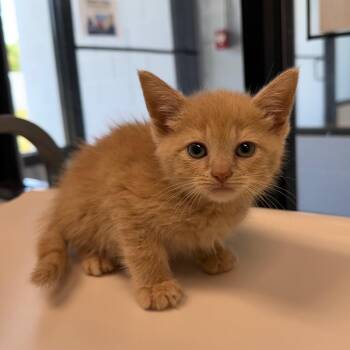 Tenderheart Bear -  Domestic Short Hair Cat for Adoption in Martinsville, Virginia - Tenderheart Bear | PetCurious