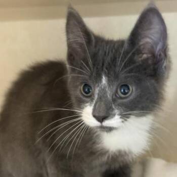 Agatha -  Domestic Medium Hair Cat for Adoption in Lansing, Michigan - Agatha | PetCurious