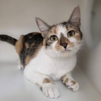 Mother Nature -  Domestic Short Hair Cat for Adoption in Champaign, Illinois - Mother Nature | PetCurious