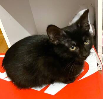 Rescue Domestic Short Hair and Domestic Medium Hair Cats for Adoption in Lombard, Illinois - Princess | PetCurious