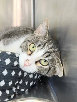 Domestic Short Hair Cats Available for Adoption in Menomonie, Wisconsin - Maximus | PetCurious