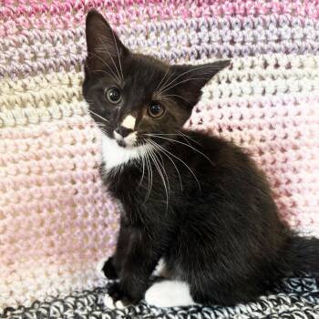 Willard -  Domestic Short Hair Cat for Adoption in Mt. Juliet, Tennessee - Willard | PetCurious